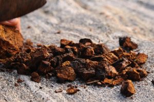 Champignons adaptogènes : quels bienfaits, et que savoir avant d&rsquo;en consommer