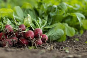 Potagers à Madagascar : rôle, usages et limites pour