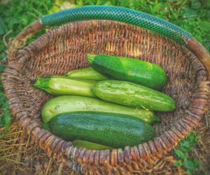 Prolongez la saison des courgettes avec ces astuces de conservation