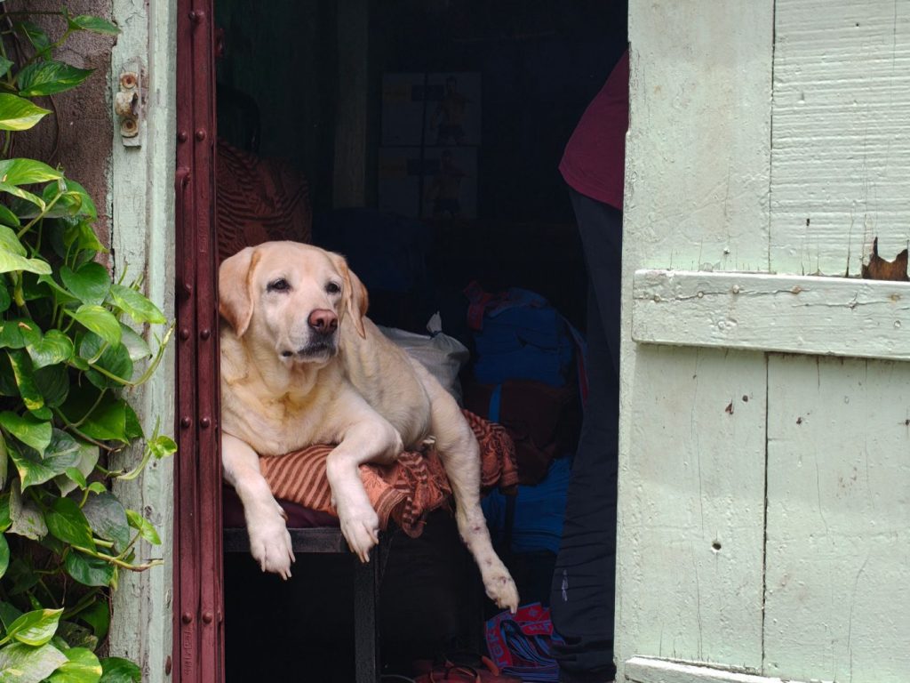 Garde d'animaux à domicile : partir en voyage sans pension