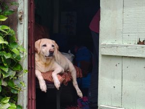 Garde d&rsquo;animaux à domicile : partir en voyage sans pension