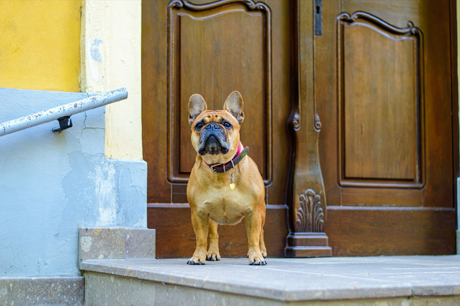 Trousseau de clés de maison posé à côté d'une laisse de chien