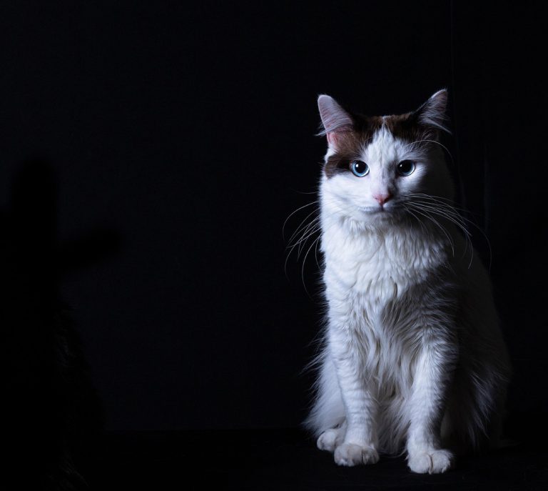 Garde d&rsquo;animaux : quel mode choisir selon votre logement ?