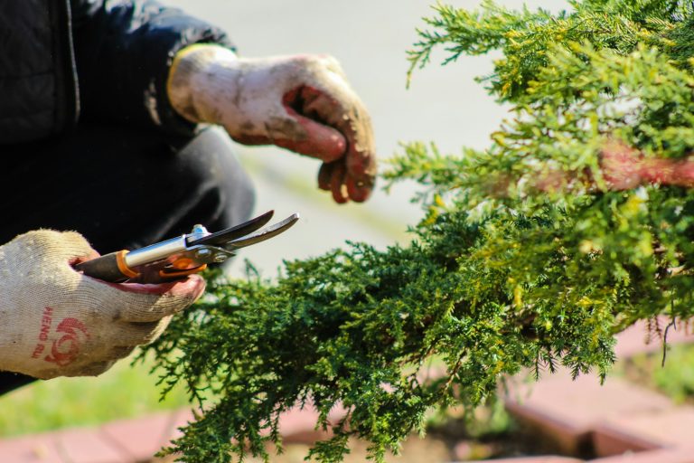 Entretenir votre jardin en toutes saisons : les clés du succès