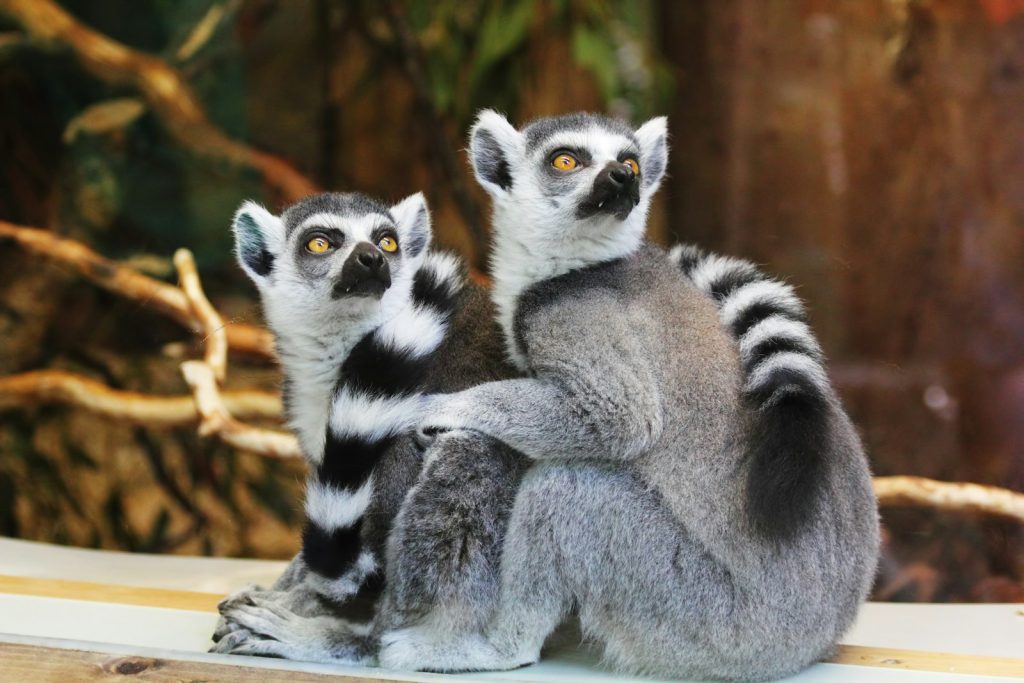 Concertation nationale à Madagascar : des retards inquiétants qui menacent l&rsquo;avenir politique