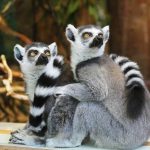Concertation nationale à Madagascar : des retards inquiétants qui menacent l&rsquo;avenir politique