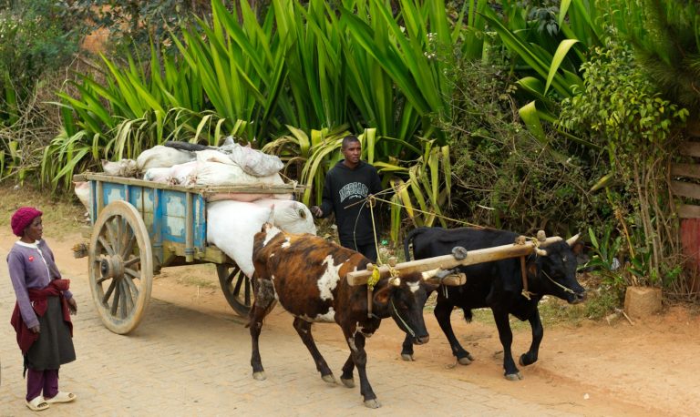 Depuis l’APE, Madagascar face aux défis du marché européen